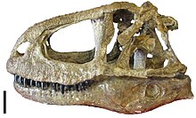 Reconstructed skull of Abelisaurus comahuensis, with bones from the type specimen Abelisaurus skull.jpg