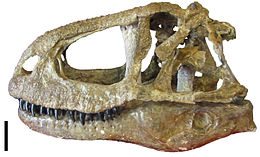 Abelisaurus skull.jpg