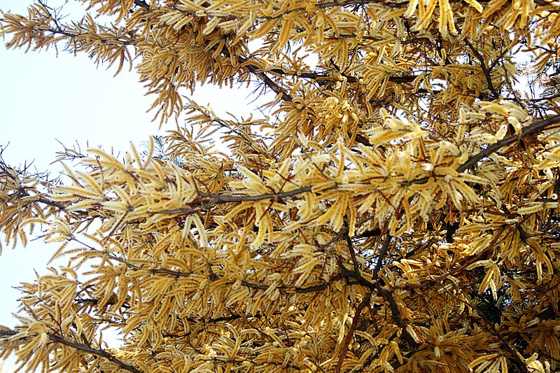 File:Acacia galpinii, bloeiwyses, Inheemse Bome, e.jpg