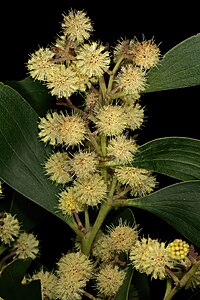 Acacia melanoxylon 1DS-II 3-8601.jpg