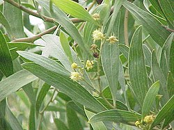 Acacia verticillata0.jpg