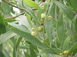 Acacia Melanoxylon