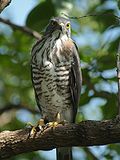 Thumbnail for Crested goshawk