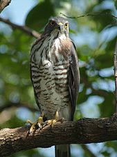 Kamhoavik (Accipiter trivirgatus)