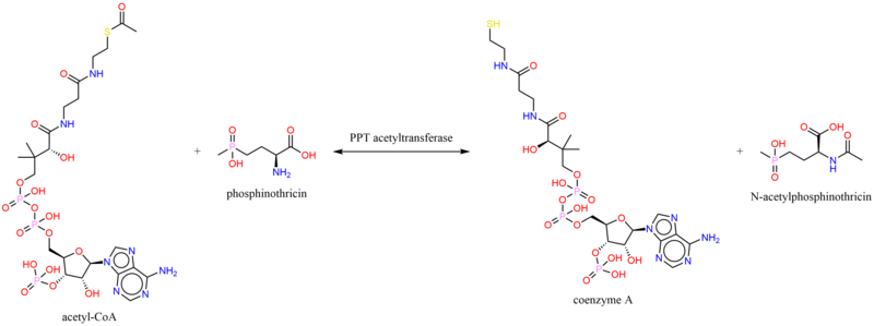 File:Acetyl-CoA phosphinothricin N-acetyltransferase.png