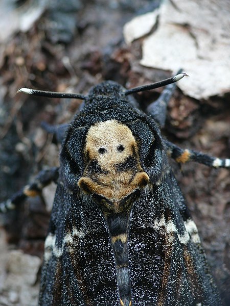 File:Acherontia atropos 08 (Harald Süpfle).jpg