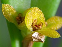 Acianthera oligantha