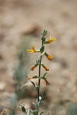 Acmispon procumbens var. jepsonii2.jpg