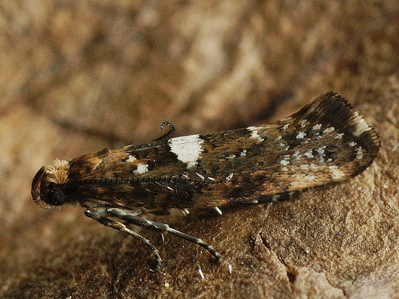 File:Acrolepiopsis assectella - Leek moth - Моль луковая (39172809410).jpg