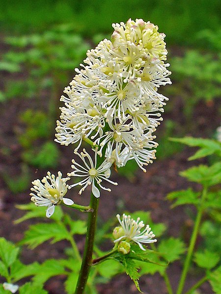 File:Actaea spicata 002.JPG