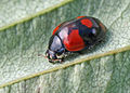 English: An Adalia bipunctata imago. Unusual form, 5 mm long. Français : Un imago d'Adalia bipunctata. Forme inhabituelle, 5 mm long.