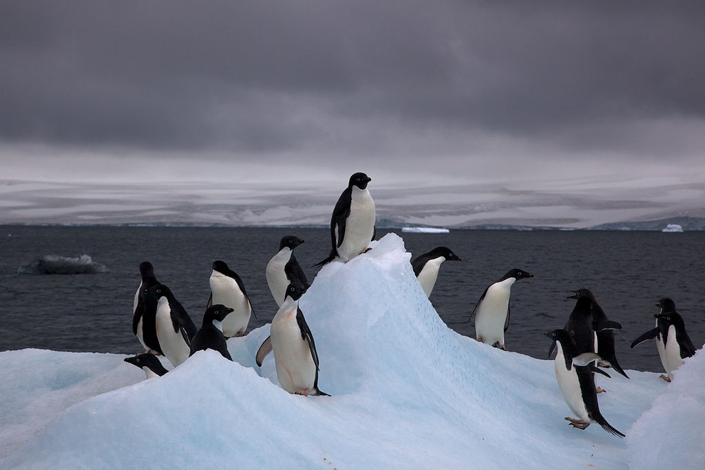 صور من القارة القطبية الجنوبية 1024px-Adelie_Penguins_on_iceberg