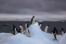 Penguin di Antarktika