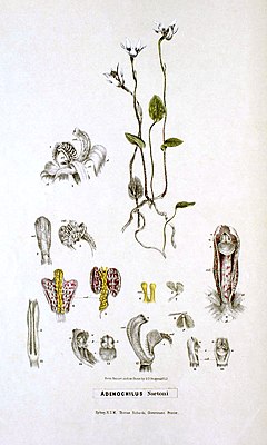 Adenochilus nortonii Plate 6 in: RD Fitzgeraldi: Australian Orchids (1882)