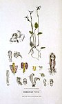Adenochilus nortonii - FitzGerald, Australian Orchids - vol. 1 pl. 8 (1882).jpg
