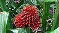 Aechmea magdalenae 58396816.jpg