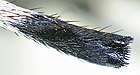 Aegomorphus clavipes midtibia.jpg
