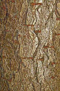 Aesculus glabra Bark