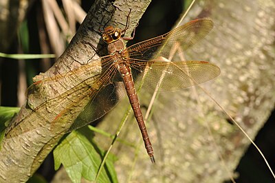 Большая стрекоза. Aeschna Grandis. Коромысло большое (Aeschna Grandis). Коромысло Камышовое Стрекоза. Стрекоза коромысло отряд.