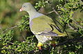 African green pigeon, Treron calvus, Kruger main road near Punda Maria turn-off, Kruger National Park, South Africa (26212566585).jpg