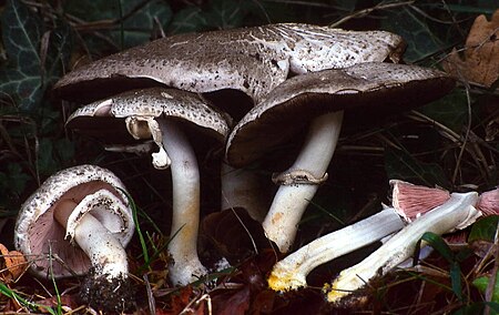 Agaricus moelleri