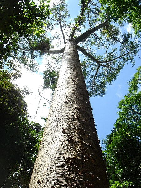 File:Agathis microstachya Bull Kauri.jpg