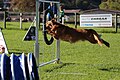 Agility - Reifen 4.jpg