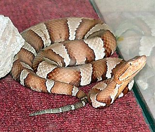 <i>Agkistrodon contortrix pictigaster</i> Subspecies of snake