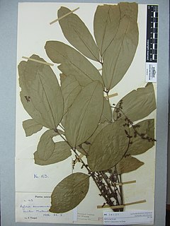 <i>Aglaia samoensis</i> Species of tree