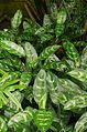 Aglaonema marantifolium ÖBG 2012-05-17 02. jpg