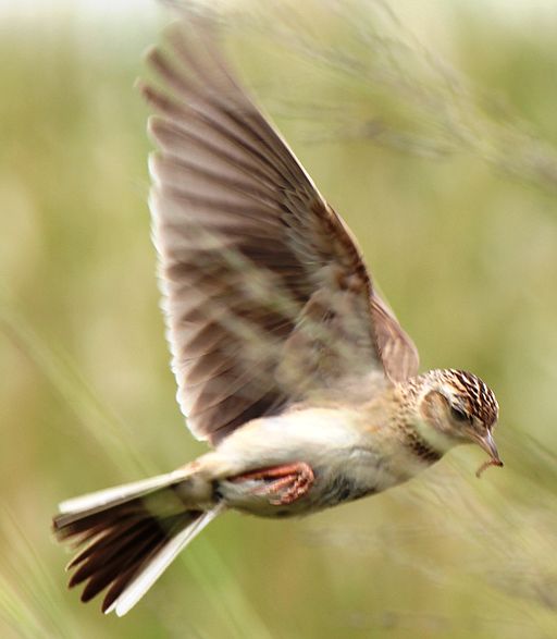 Alauda arvensis in flight