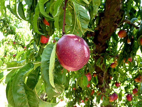 Albero di nettarine o pesche noci