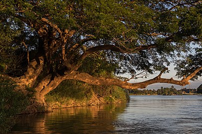 Albizia saman trunk leaning over the water on a Mekong bank in sunshine at golden hour