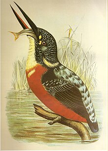 Blyth's kingfisher feeding, painted in 1897 AlcedoHercules.jpg