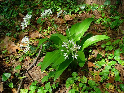 Allium ursinum habitus