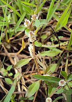 Miniatura para Alternanthera paronychioides