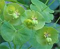 Amandelwolfsmelk Euphorbia amygdaloides closeup.jpg