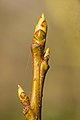 Zwellende bladknoppen van een Amberboom (Liquidambar styraciflua).