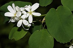 Amelanchier alnifolia 9029.JPG