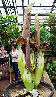 Miniatura para Jardín botánico de la Universidad de Bonn