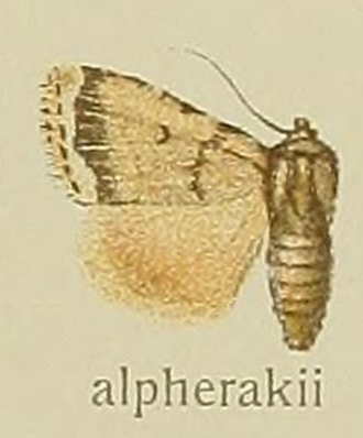 Illustration of Amphipyra alpherakii from William Warren Amphipyra alpherakii Warren 1914.png