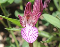 Anacamptis papilionacea