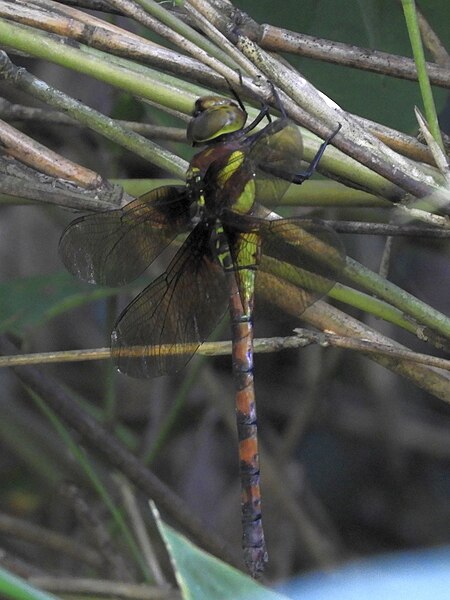 File:Anaciaeschna martini (Female,Japan,2017.08.18,b).jpg