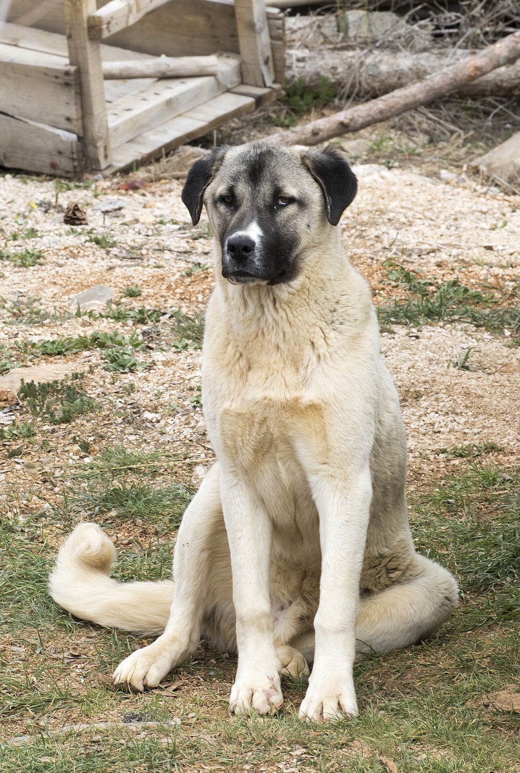 Anatolian Shepherd Dog - Kangal köpeği 01