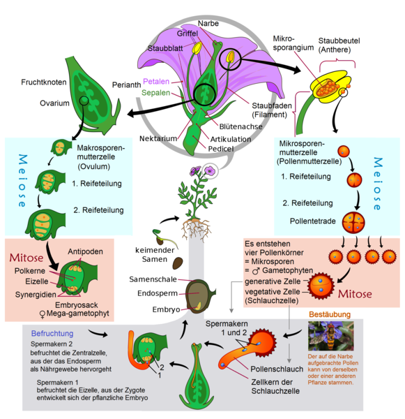File:Angiospermen - Lebenszyklus.png