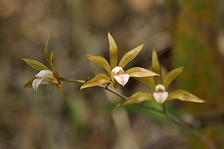 <i>Ania</i> (plant) Genus of orchids