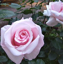 Anna Pavlova rose
