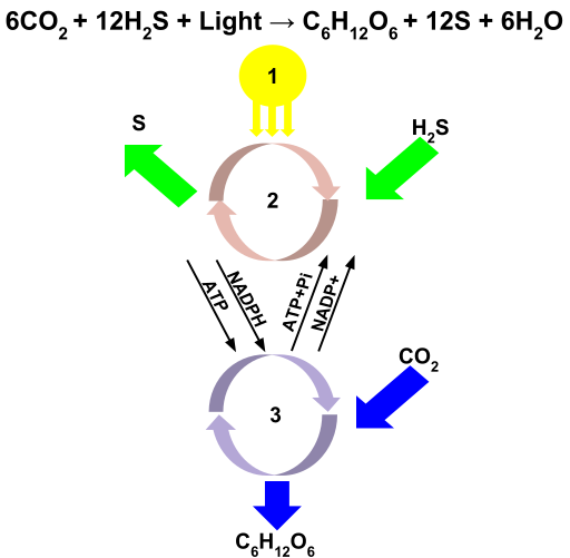 File:Anoxygenic Photosynthesis in Green Sulfur Bacteria.svg