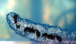 Ants tunneling through NASA Gel.