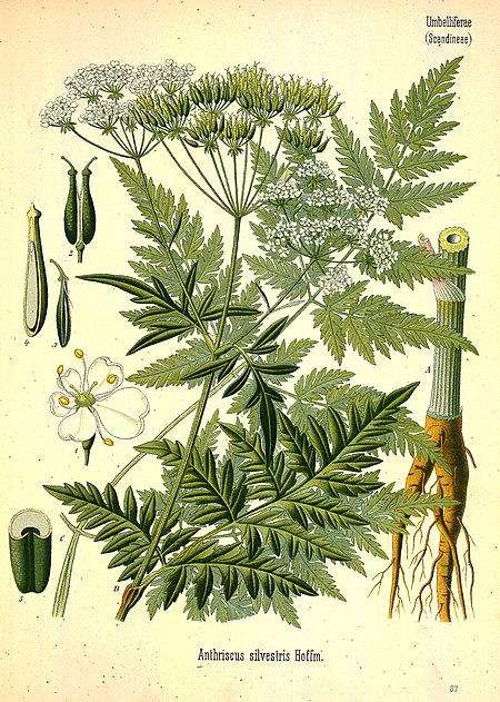 ไฟล์:Anthriscus sylvestris (Köhler's Medizinal-Pflanzen).jpg